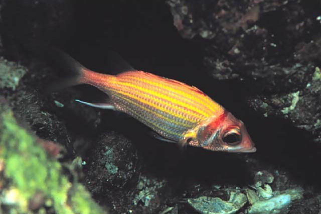 Neoniphon aurolineatus